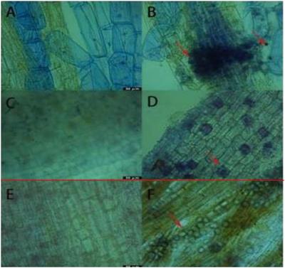 The Impact of Piriformospora indica on plant heat and drought tolerance